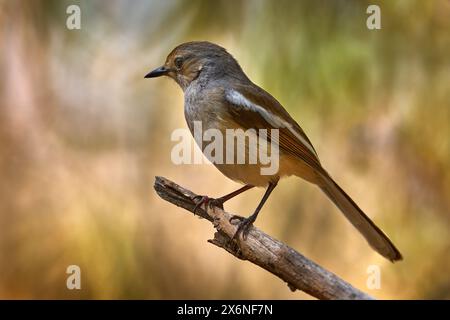 Madagascar pie-robin, Copsychus albospecularis, oiseau assis sur la branche dans la forêt sèche, Kirindy Forest à Madagascar. Oiseau rare endémique en th Banque D'Images