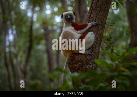 Le sifaka de Coquerel, Propithecus coquereli, réserve Peyrieras. Groupe de singes dans l'habitat. Madagascar sauvage. Lémurien dans la forêt tropicale vert foncé. Sifaka o Banque D'Images