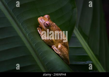 Grenouille arboricole à bandes croisées Veragua, sordida Smilisca, animal dans l'habitat naturel. Grenouille Smilisca dans la feuille verte dans la forêt tropicale, Costa Rica. Wildlif Banque D'Images