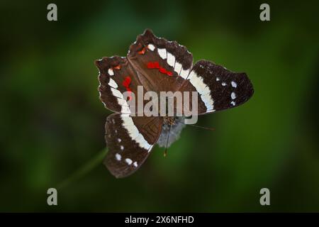 Anartia fatima, paon bagué, insecte brun blanc rouge dans l'habitat naturel. Papillon assis sur la feuille verte, volcan Poas NP au Costa Rica. Natu Banque D'Images