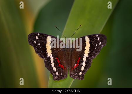 Papillon du Costa Rica. Anartia fatima, paon bagué, insecte brun blanc rouge dans l'habitat naturel. Papillon assis sur le congé vert, volcan Banque D'Images