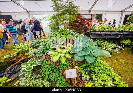 Exposition d'Hostas sur le stand Brookfield plants (médaille d'or) au Floral Marquee, RHS Malvern Spring Festival, Three Counties Showground, Malvern Banque D'Images