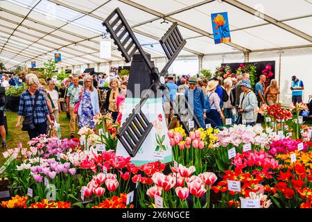 Exposition de tulipes colorées en fleurs et d'un moulin à vent au Floral Marquee, RHS Malvern Spring Festival au Three Counties Showground, Malvern Banque D'Images