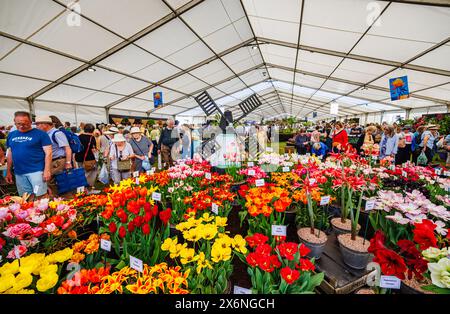 Exposition de tulipes colorées en fleurs et d'un moulin à vent au Floral Marquee, RHS Malvern Spring Festival au Three Counties Showground, Malvern Banque D'Images