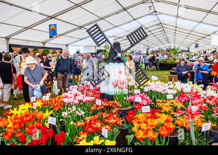 Exposition de tulipes colorées en fleurs et d'un moulin à vent au Floral Marquee, RHS Malvern Spring Festival au Three Counties Showground, Malvern Banque D'Images