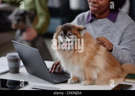 Portrait pleine longueur de chien de compagnie mignon assis sur le bureau dans le bureau amical des animaux avec femme afro-américaine utilisant l'espace de copie d'ordinateur portable Banque D'Images