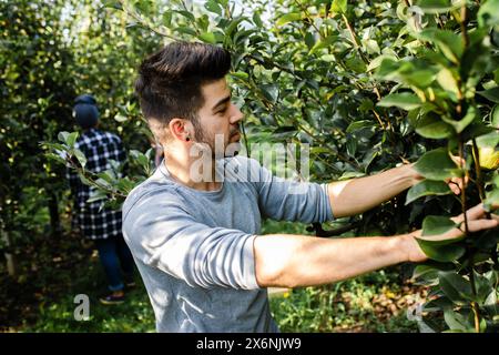 Jeune agriculteur mâle examinant la qualité des poires dans le verger. Banque D'Images