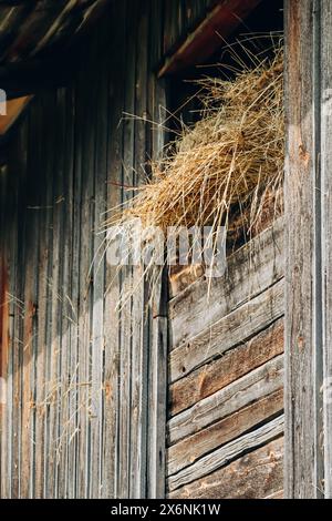 Foin sortant d'une grange au soleil sur une ferme dans le village de Fulpmes, Autriche Banque D'Images