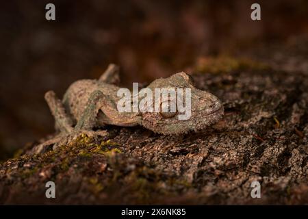 Gecko à queue de feuilles mossy, Uroplatus sikorae, réserve de Peyrieras, aidée dans l'habitat naturel. Gecko de Madagascar. Lézard camouflé dans le tronc. M Banque D'Images