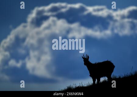 Grand nuage de tempête avec Chamois, Rupicapra rupicapra tatranica, colline rocheuse, pierre en arrière-plan, Nizke Tatry NP, Slovaquie. Scène de la faune avec anima de corne Banque D'Images