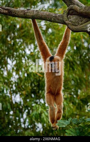 Gibbon à joues jaunes, Nomascus gabriellae, avec de la nourriture d'herbe, singe orange sur l'arbre. Gibbon dans l'habitat naturel. Singe du Cambodge, Laos, Viet Banque D'Images