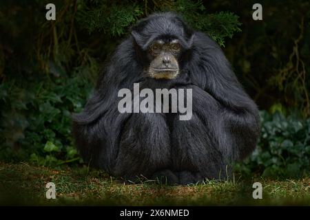 Siamang, Symphalangus syndactylus, gros singe noir assis dans l'habitat naturel, végétation sombre de forêt de Gree. Siamang de Malaisie et d'Indonésie en Banque D'Images