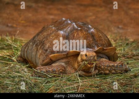 Tortue rayonnée, Astrochelys radiata, Madagascar. Tortue dans l'habitat naturel nourrissant l'herbe. Banque D'Images