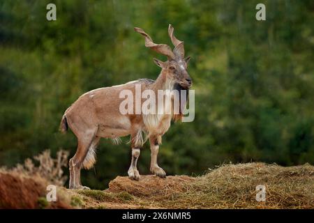 Markhor, Capra falconeri, moutons boueux sauvages du Pakistan en Asie. Markhor dans l'habitat, montagne rocheuse. Chèvre à cornes vissées, animal national de Pakista Banque D'Images