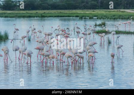 Flamants roses dans le parc national d'Amboseli Banque D'Images