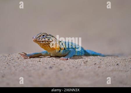 Lézard à queue zébrée, Callisaurus draconoides, États-Unis, Mexique. Lézard dans l'habitat naturel. Reptile bleu jaune sur la plage de sable dans la nature. Faune Mex Banque D'Images
