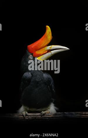 Hornbill dans la forêt tropicale sombre. Rhinocéros Hornbill, rhinocéros Buceros, grand oiseau noir avec bec orange bec dans l'habitat naturel. Indonésie in Banque D'Images