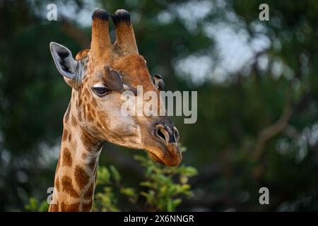 Tête de girafe avec oiseau. Oxpeckers à bec jaune, Buphagus africanus, oiseaux sur le cou des girafes, parc national de Hwange, Zimbabwe. Banque D'Images