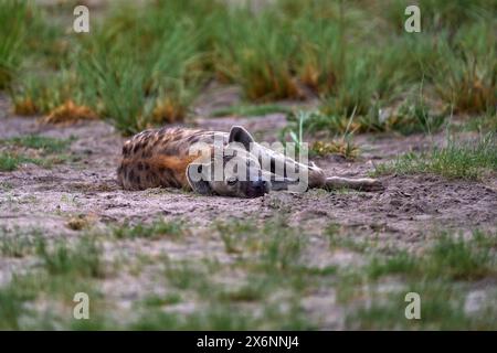 Hyena se trouvant sur la savave, delta de l'Okavango au Botswana. Faune africaine. Repos détente dans l'herbe. Banque D'Images