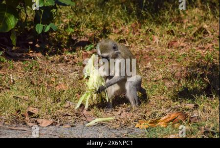 Zimbabwe. 26 avril 2024. Un singe vervet mange du maïs. Crédit : Vuk Valcic / Alamy. Banque D'Images