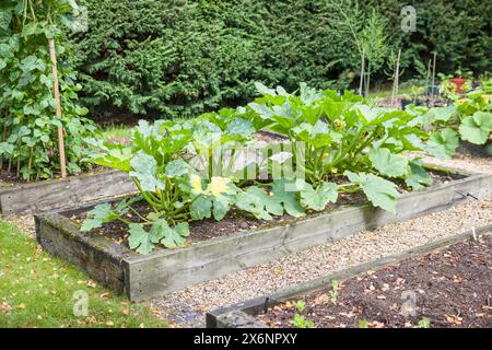 Légumes (courgettes ou plants de courgettes) poussant dans un lit surélevé dans un jardin britannique en été Banque D'Images