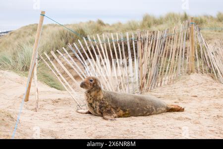 Jeune phoque gris femelle seul dans les dunes de sable sur une plage en hiver. Horsey Gap, Norfolk, Royaume-Uni Banque D'Images