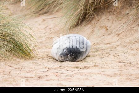 Phoque gris (Halichoerus grypus) endormi dans les dunes de sable sur la plage en hiver. Horsey Gap, Norfolk, Royaume-Uni Banque D'Images