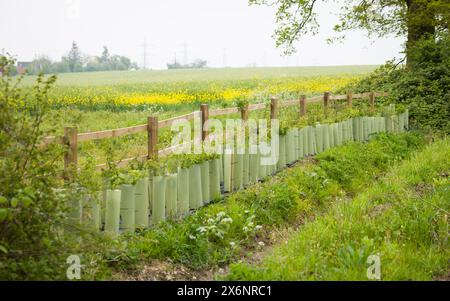 Restauration de haies. Nouvelle haie plantée dans la campagne rurale du Buckinghamshire, Royaume-Uni Banque D'Images