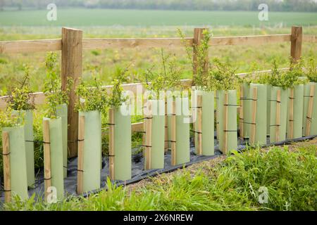 Restauration de haies. Nouvelle haie plantée dans la campagne rurale du Buckinghamshire, Royaume-Uni Banque D'Images