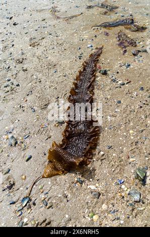 Le varech à sucre ou Saccharina latissima a échoué sur la plage du comté de Seapark en Irlande du Nord également connu sous le nom de Devils Apron Banque D'Images