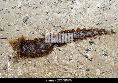 Le varech à sucre ou Saccharina latissima a échoué sur la plage du comté de Seapark en Irlande du Nord également connu sous le nom de Devils Apron Banque D'Images