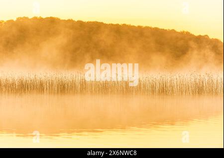 Les roseaux s'élèvent à travers la brume matinale au bord d'un lac tranquille en Suède. L'atmosphère brumeuse crée une scène paisible et éthérée lorsque le soleil commence à se lever. Banque D'Images