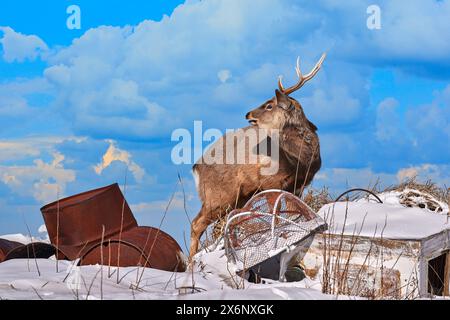 Cerf de Hokkaido sika dans une décharge à ordures, Cervus nippon yesoensis, sur prairie enneigée, montagnes d'hiver en arrière-plan. Animal avec bois dans la nature Banque D'Images