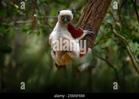 Madagascar nature. Le sifaka de Coquerel, Propithecus coquereli, réserve Peyrieras. Groupe de singes dans l'habitat. Madagascar sauvage. Lémurien dans le vert foncé trop Banque D'Images