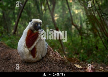 Le sifaka de Coquerel, Propithecus coquereli, réserve Peyrieras. Groupe de singes dans l'habitat. Madagascar sauvage. Lémurien dans la forêt tropicale vert foncé. Sifaka o Banque D'Images