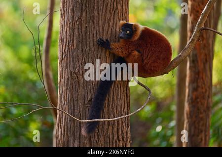 Madagascar faune. Lémuriens rouges, Varecia rubra, Parc National Andasibe - Mantadia à Madagascar. Singe brun rouge sur l'arbre, habitat de la nature dans Banque D'Images