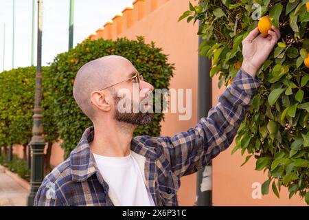 Touriste masculin au Maroc à côté de l'oranger dans le jardin public, tenant l'orange fraîchement cueillie, immersion culturelle, patrimoine agricole, plaisir simple Banque D'Images