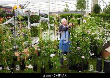 Les préparatifs sont en cours avant le RHS Chelsea Flower Show au Royal Hospital Chelsea, Londres. Date de la photo : jeudi 16 mai 2024. Banque D'Images