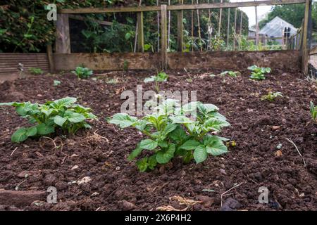 Pommes de terre Vivaldi poussant dans une parcelle de légumes de jardin ou une allocation. Banque D'Images