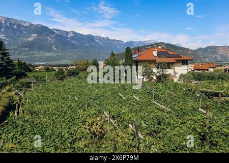 Sentier Pinot Noir - le sentier viticole et culturel est situé dans la célèbre région du Pinot Noir, en bordure du parc naturel du Monte Corno Banque D'Images
