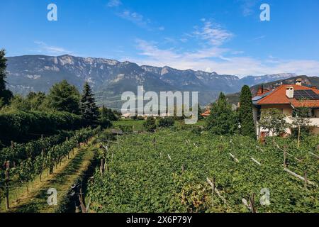 Sentier Pinot Noir - le sentier viticole et culturel est situé dans la célèbre région du Pinot Noir, en bordure du parc naturel du Monte Corno Banque D'Images