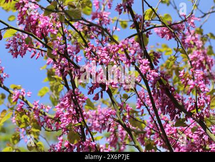 Les fleurs violettes roses de Cercis chinensis 'Avondale' Banque D'Images