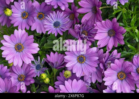 Fleurs de Marguerite africaine violettes, Dimorphotheca pluvialis Banque D'Images