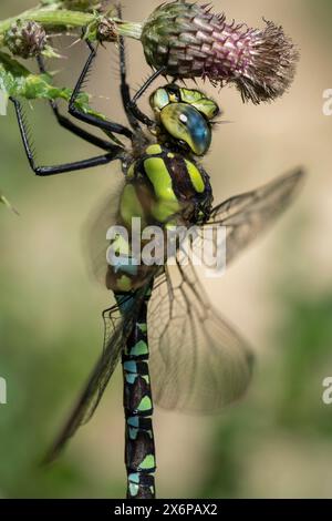 Une libellule Southern Hawker reposant sur une plante. Banque D'Images