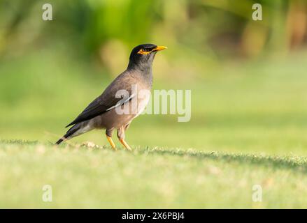 Gros plan d'un oiseau myna commun marchant sur l'herbe verte dans un parc. Tristis à Acridotheres Banque D'Images