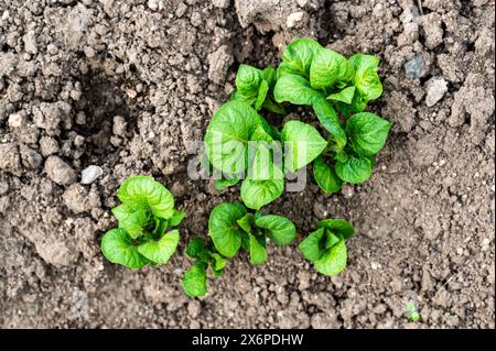 Mise à la terre au printemps de plants de pommes de terre biologiques cultivés à la maison (Solanum tuberosum) poussant dans un lit surélevé sur un terrain dans un potager Banque D'Images