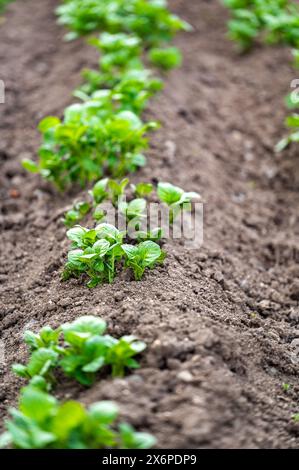 Mise à la terre au printemps de plants de pommes de terre biologiques cultivés à la maison (Solanum tuberosum) poussant dans un lit surélevé sur un terrain dans un potager Banque D'Images