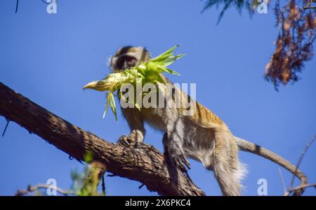 Zimbabwe. 26 avril 2024. Un singe vervet (latin : Chlorocebus pygerythrus) s'écoule avec du maïs d'un champ voisin. Crédit : Vuk Valcic / Alamy. Banque D'Images