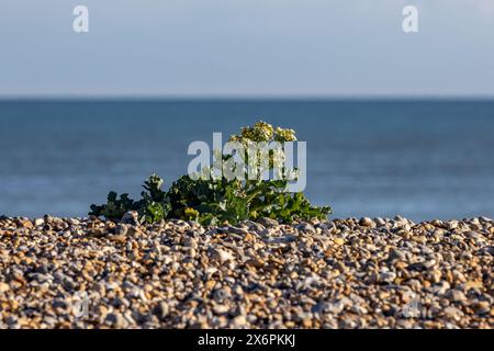 Une plante de crambe maritima, communément appelée chou frisé de mer, poussant sur la côte du Sussex, avec une faible profondeur de champ Banque D'Images