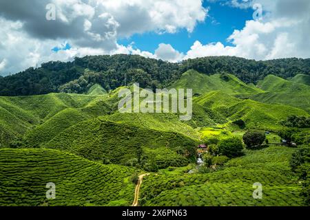 Les plantes de thé vert luxuriantes de la plantation de thé de Cameron Valley dans les montagnes de Cameron en Malaisie Banque D'Images